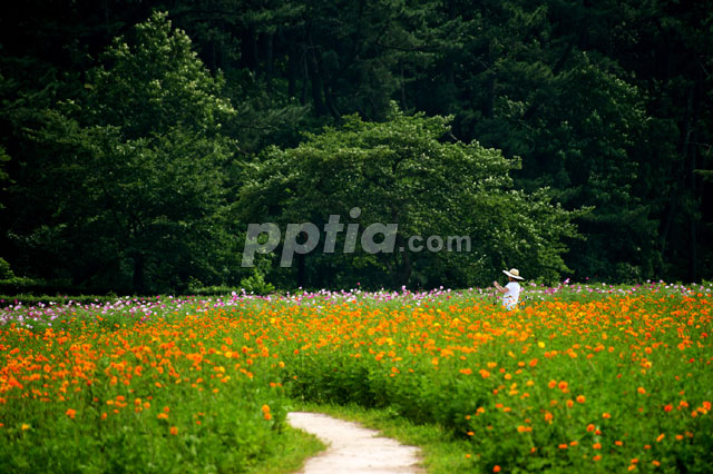 꽃밭 이미지 미리보기