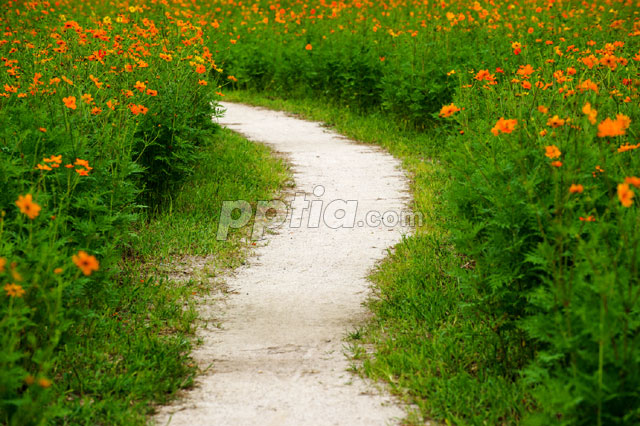 꽃길 이미지 미리보기