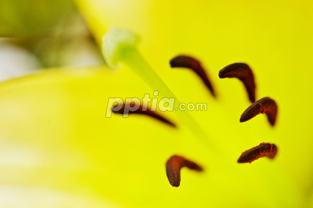 꽃술 이미지 미리보기