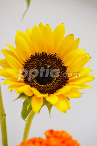 해바라기 이미지 미리보기