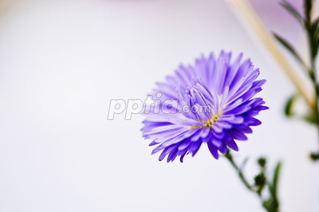 보라빛 꽃 이미지 미리보기