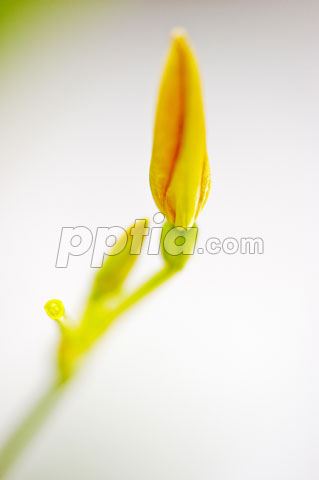 꽃봉오리 이미지 미리보기