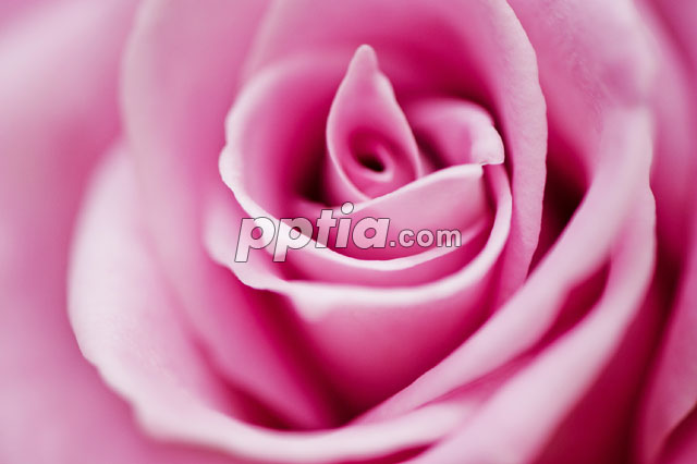 장미 이미지 미리보기