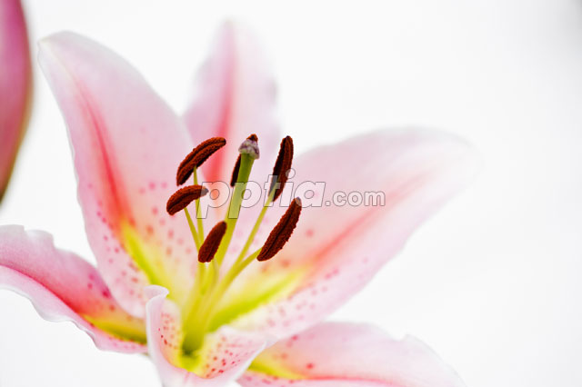 꽃 이미지 미리보기