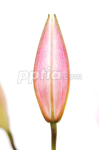 꽃봉오리 이미지 미리보기
