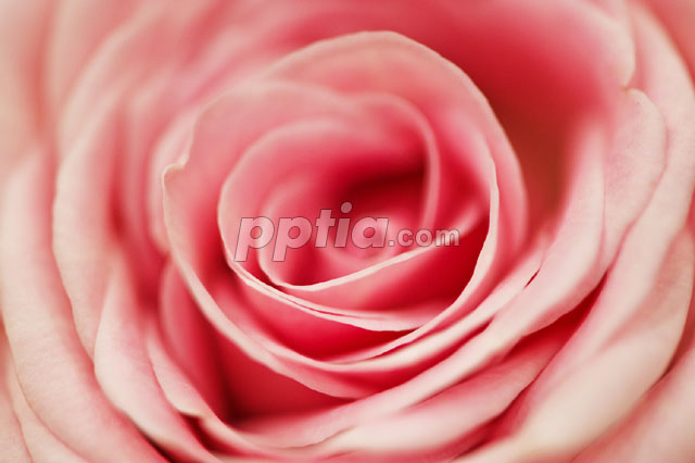 꽃 이미지 미리보기