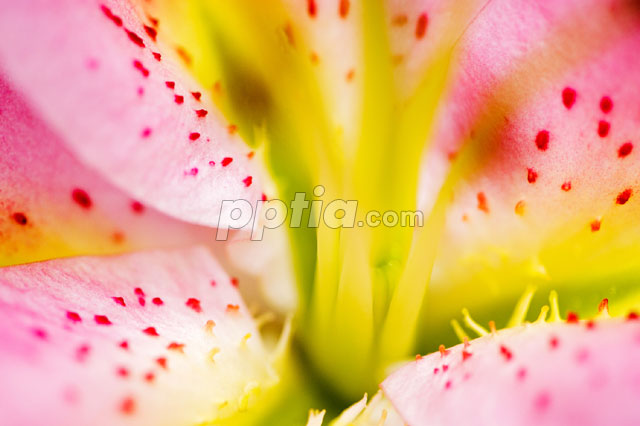 꽃술 이미지 미리보기