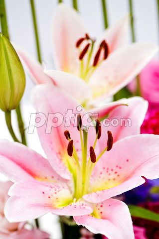 꽃술 이미지 미리보기