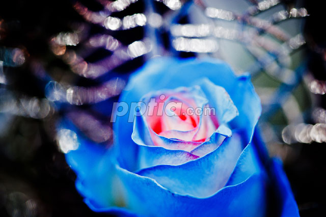 꽃 이미지 미리보기