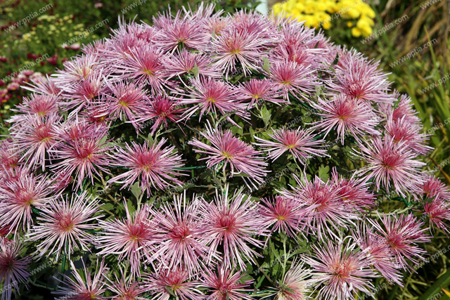 꽃 이미지 미리보기