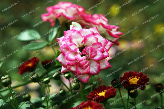 꽃 이미지 미리보기