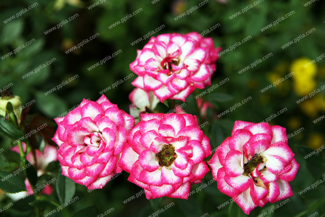 꽃 이미지 미리보기