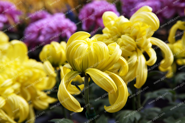 꽃 이미지 미리보기