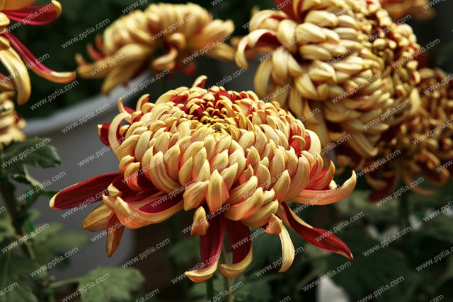 꽃 이미지 미리보기