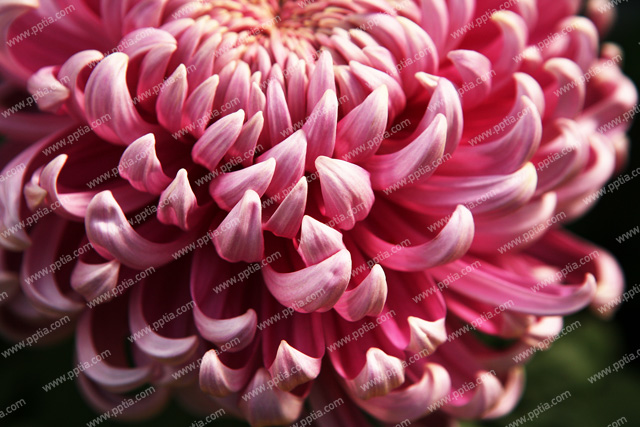 꽃 이미지 미리보기