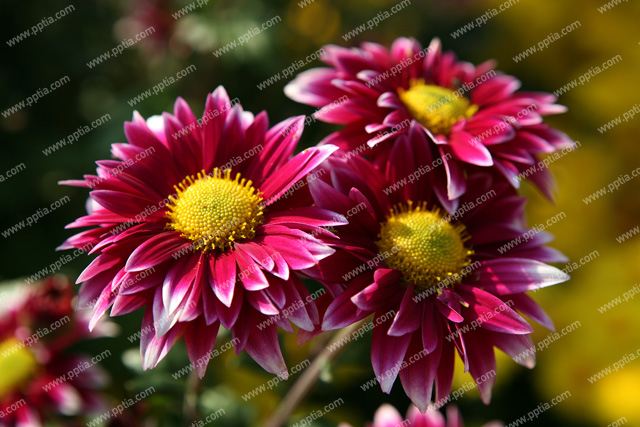 꽃 이미지 미리보기