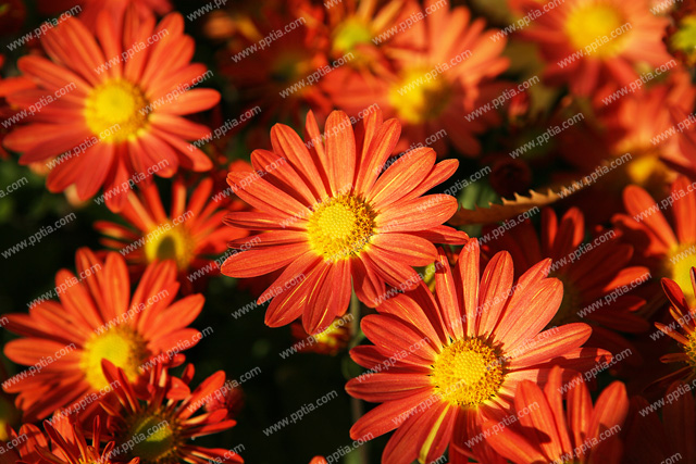 꽃 이미지 미리보기