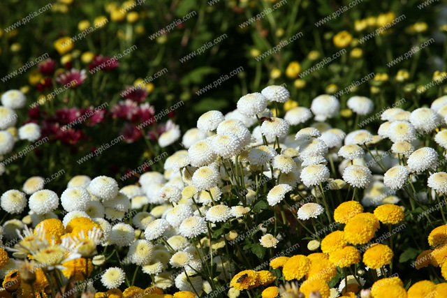 꽃 이미지 미리보기