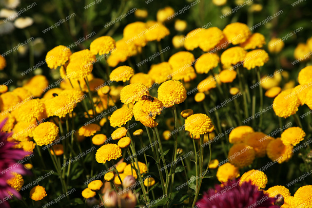 꽃 이미지 미리보기