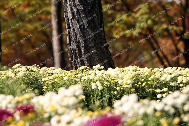 꽃 이미지 미리보기