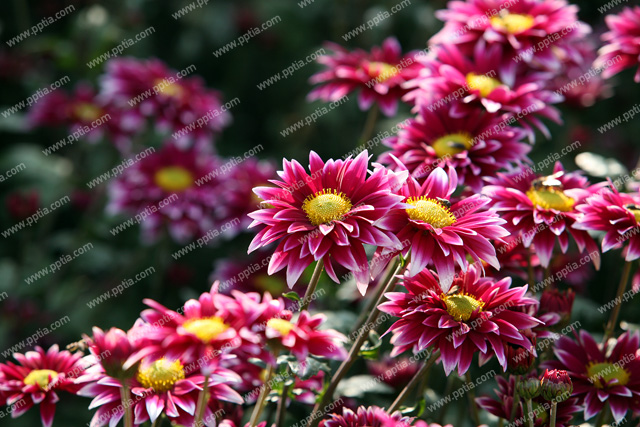 꽃 이미지 미리보기