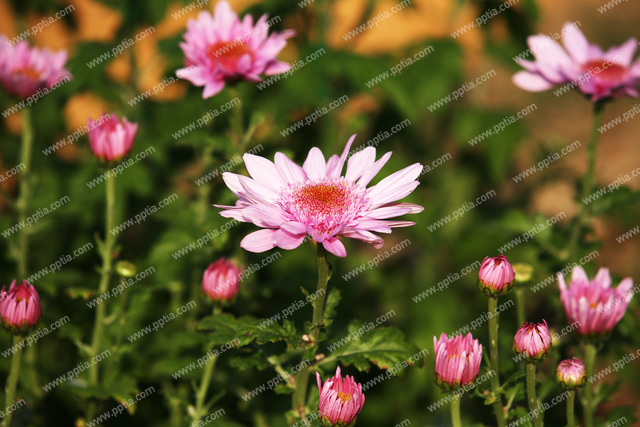 꽃 이미지 미리보기