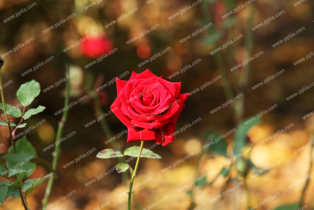 꽃 이미지 미리보기