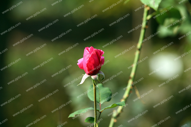 꽃 이미지 미리보기