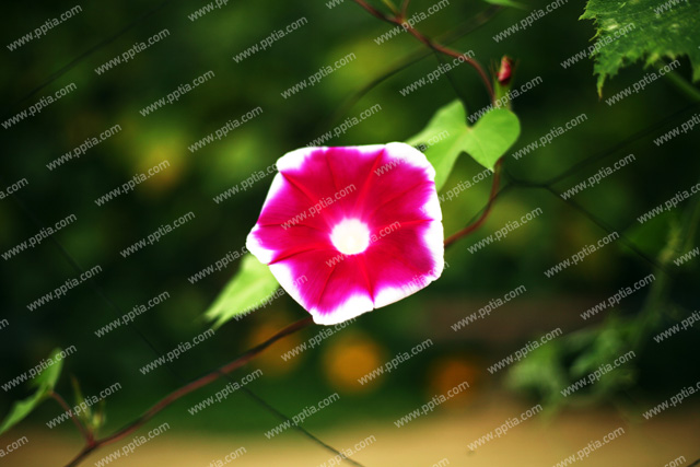 꽃 이미지 미리보기