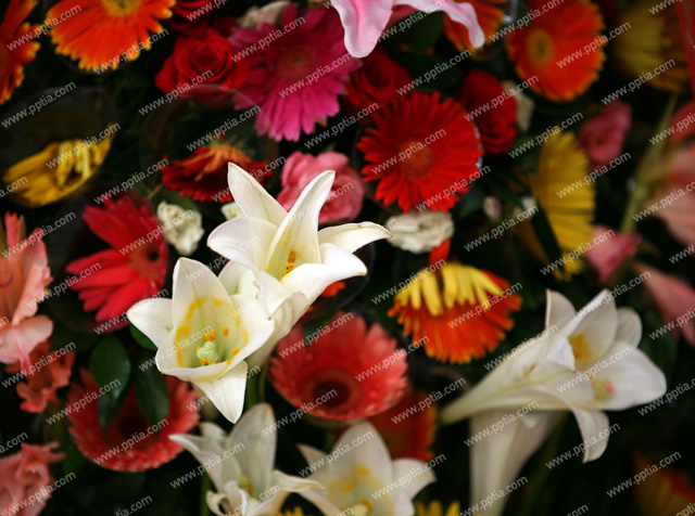꽃 이미지 미리보기
