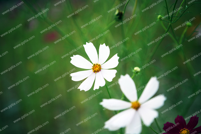 코스모스 이미지 미리보기
