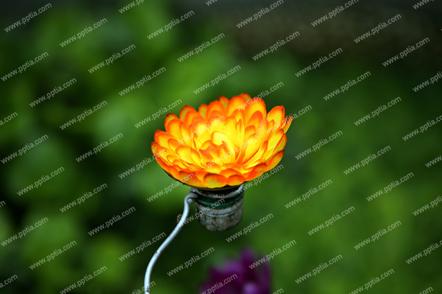 꽃 이미지 미리보기