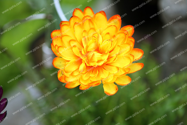 꽃 이미지 미리보기