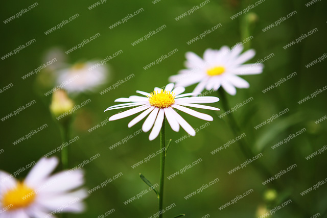 코스모스 이미지 미리보기