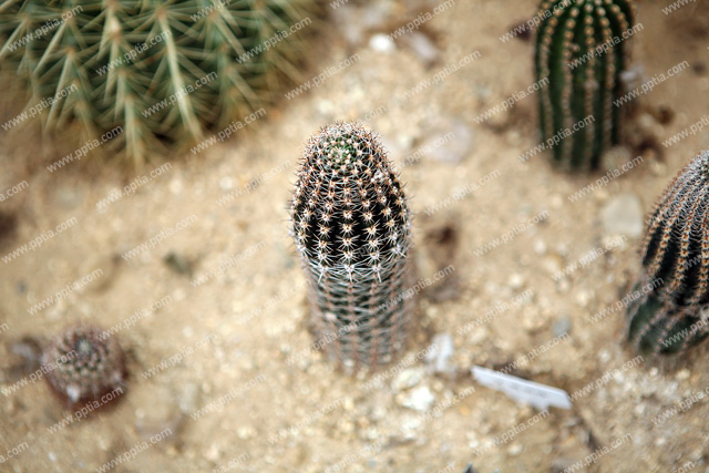 선인장 이미지 미리보기