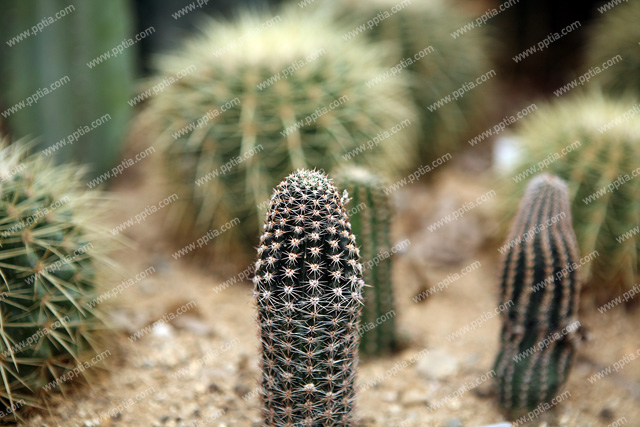 선인장 이미지 미리보기
