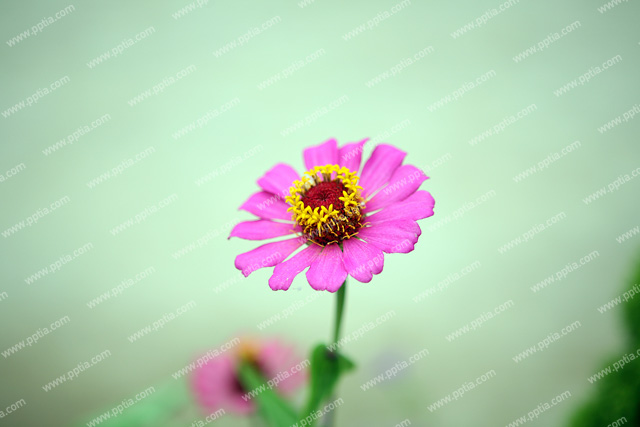 꽃 이미지 미리보기
