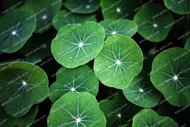 꽃 이미지 미리보기