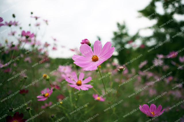 코스모스 이미지 미리보기