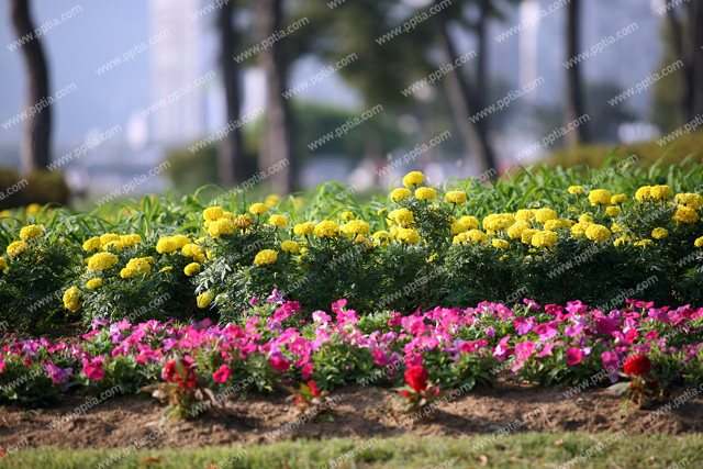 꽃 이미지 미리보기