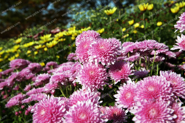 국화꽃 이미지 미리보기