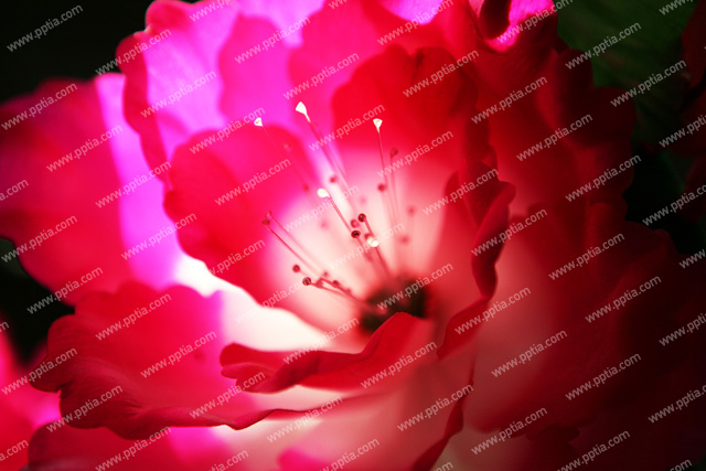 꽃 이미지 미리보기