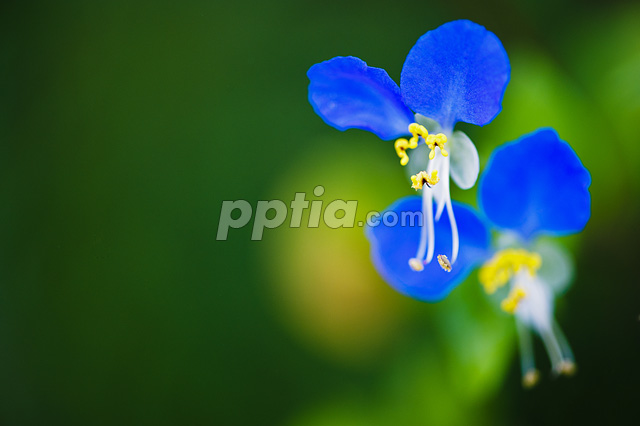 파란색의 꽃 이미지 미리보기