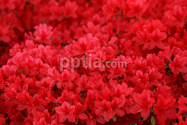 붉은색 꽃 이미지 미리보기