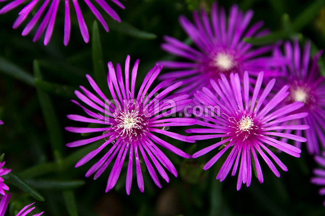 송엽국 이미지 미리보기