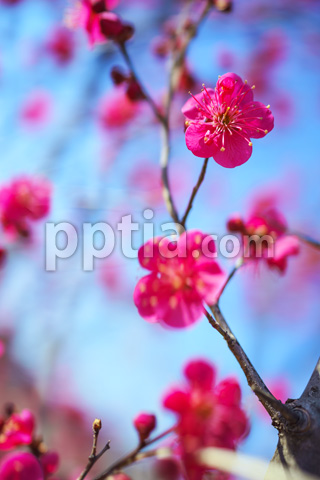 홍매화 이미지 미리보기