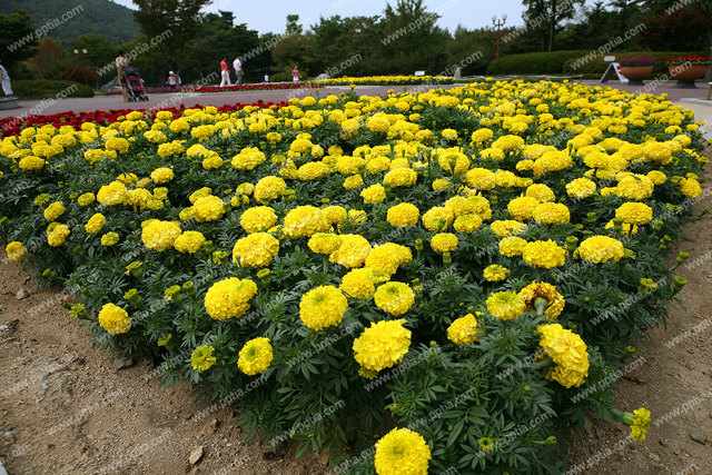 꽃 이미지 미리보기