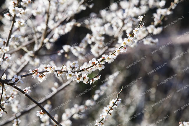 매화꽃 이미지 미리보기