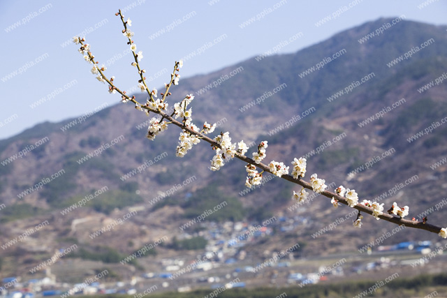 매화꽃 이미지 미리보기
