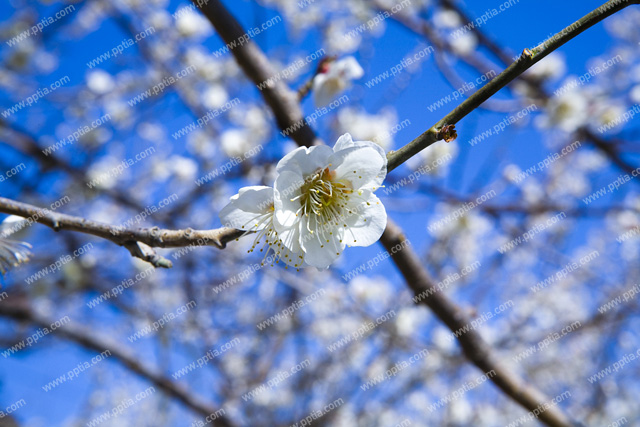 매화꽃 이미지 미리보기